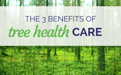 The 3 Benefits of Tree Health Care