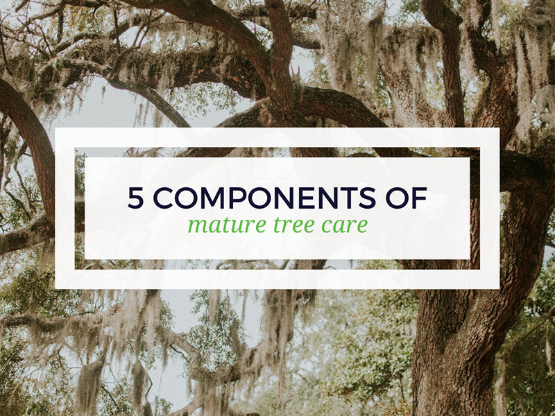 5 Components of Mature Tree Care