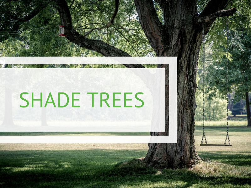 Beat the Heat with Shade Trees