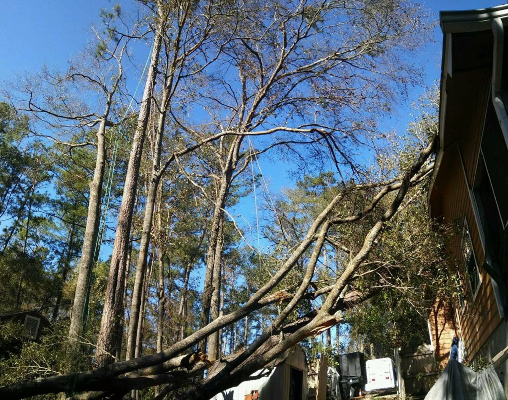 The First Aid Kit to Post-Hurricane Tree Damage - Brauer Tree Care