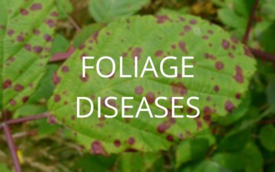 Diagnosis and Control Series Part 1: Foliage Diseases