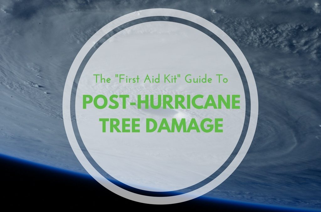 The “First Aid Kit” Guide to Post-Hurricane Tree Damage