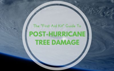 The “First Aid Kit” Guide to Post-Hurricane Tree Damage