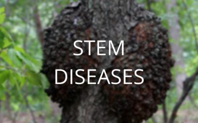 Diagnosis and Control Series Part 2: Stem Diseases