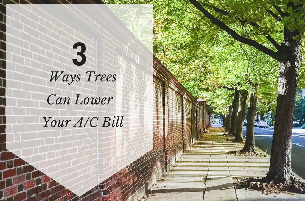 3 Ways Trees Can Lower Your AC Bill