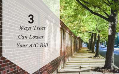 3 Ways Trees Can Lower Your AC Bill