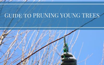 Guide to Pruning Young Trees