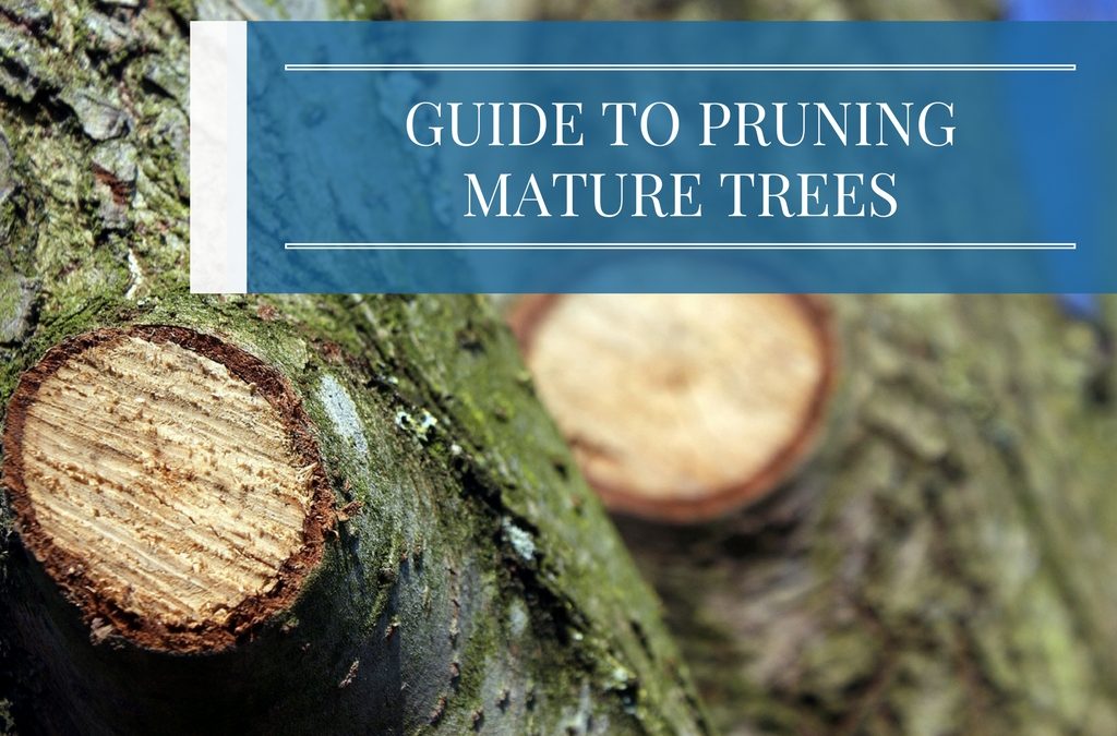 Guide to Pruning Mature Trees