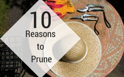 Top 10 Reasons to Prune