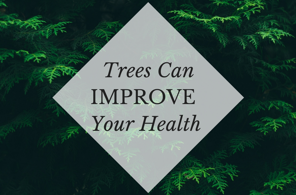 Study Shows How Trees Can Improve Your Health, Anglin Brothers Tree Care, Lakeland tree Care, health benefits of trees