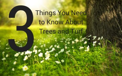 3 Things You Need to Know About Trees and Turf