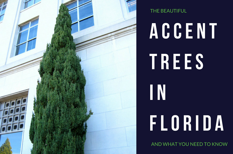 Accent Trees in Florida