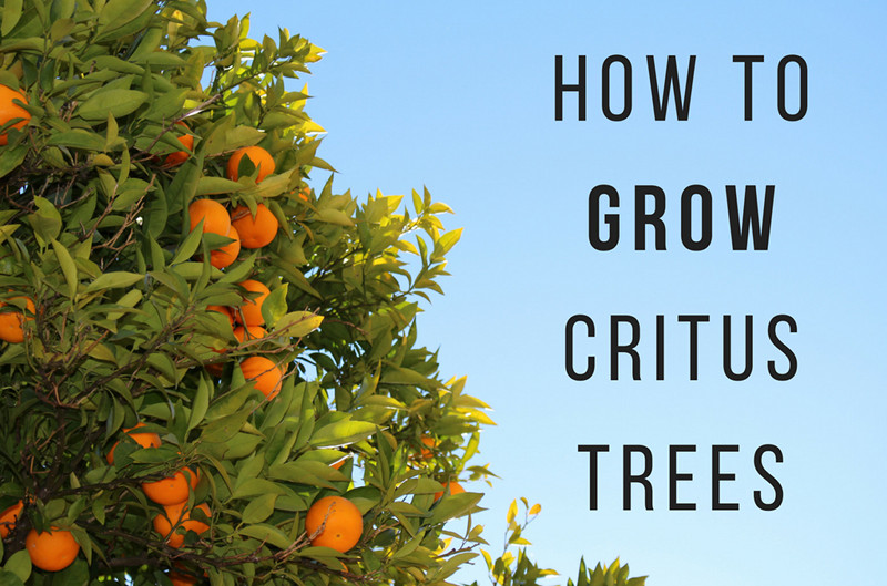 How to Grow Citrus Trees