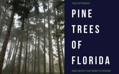 Pine Trees Found in Florida