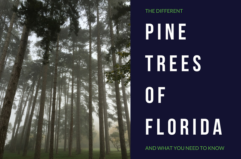 Pine Trees Found in Florida