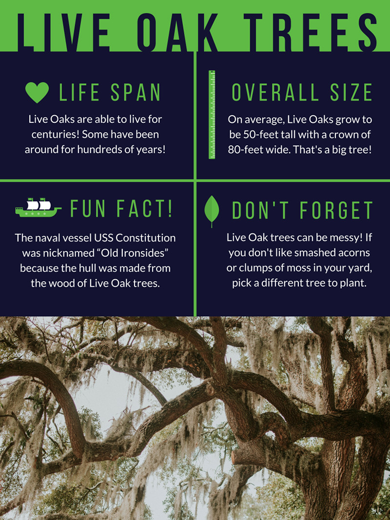 Florida Live Oak Trees - Brauer Tree Service - Central Florida Florida Live Oak Trees - Brauer Tree Service - Central Florida