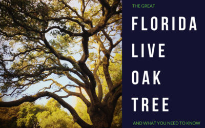 Florida Live Oak Trees