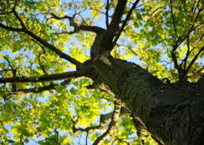 Trees and turf, turf and trees, anglin brother tree care, tree care service, lakeland Florida