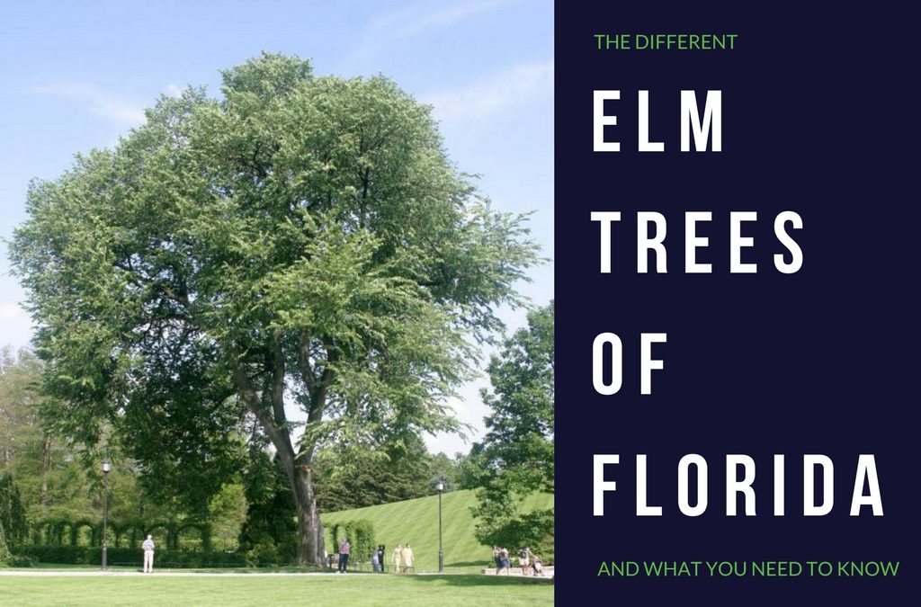 Elm Trees in Florida