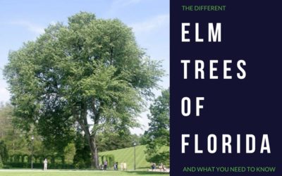 Elm Trees in Florida