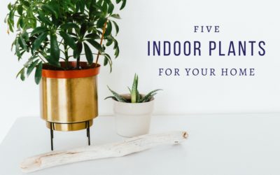 Five Indoor Trees for Your Home
