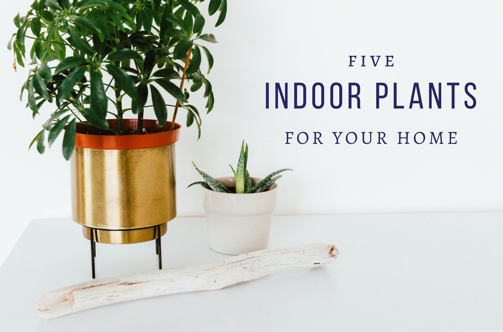 Five Indoor Trees for Your Home - Anglin Brothers Tree Service