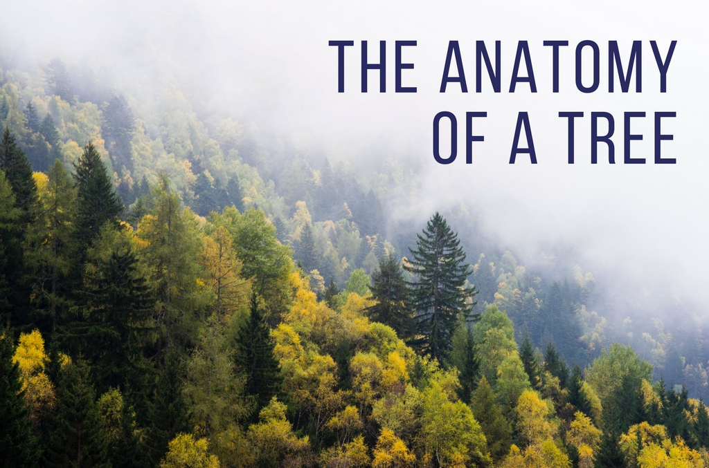 The Anatomy of a Tree - Anglin Brothers Tree Service