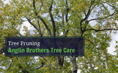Why Tree Pruning Is Important