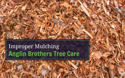 Benefits of Mulching Your Trees