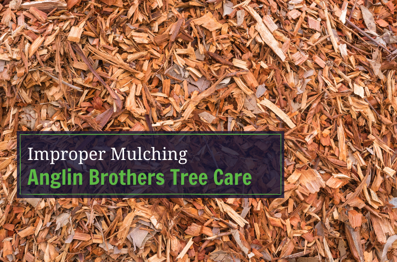 Benefits of Mulching Your Trees