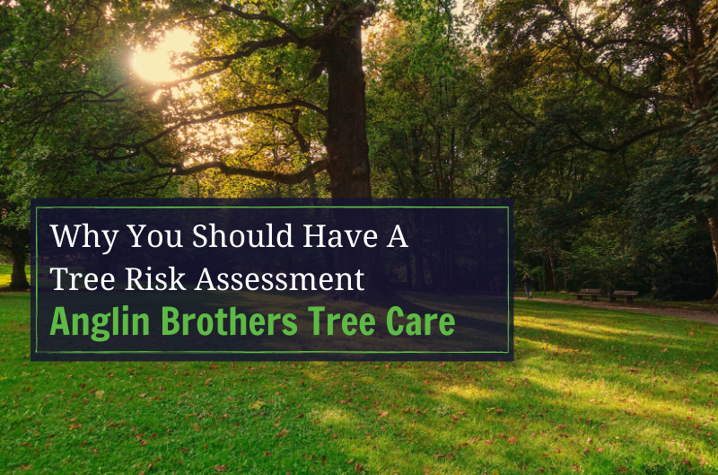 What is a Tree Risk Assessment?