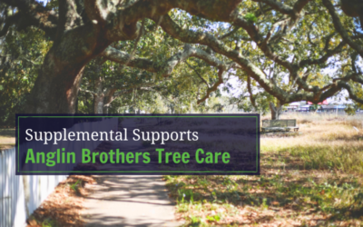 What Are Supplemental Supports