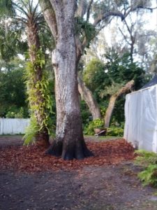 ISA Board Certified Master Arborist | Brauer Tree Care | Lakeland FL | Healthy Roots | Benefits of Mulching Your Trees