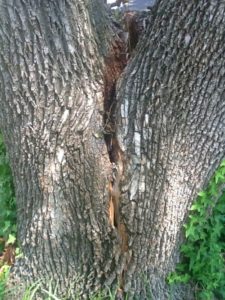 ISA Board Certified Master Arborist | Brauer Tree Care | Lakeland FL | Healthy Roots