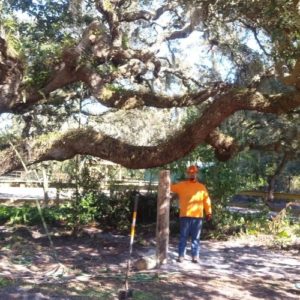 ISA Board Certified Master Arborist | Brauer Tree Care | Lakeland FL | Healthy Roots