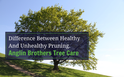 Difference Between Healthy And Unhealthy Pruning