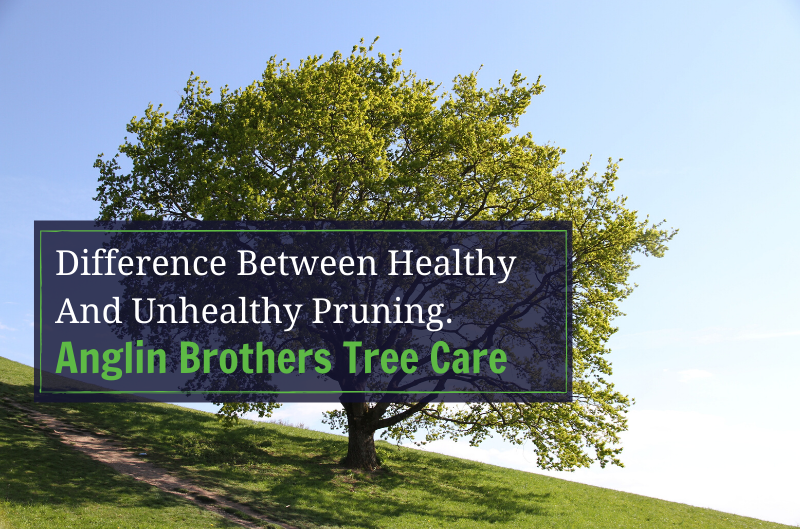 Difference Between Healthy And Unhealthy Pruning