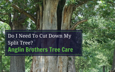 Do I Need To Cut Down My Split Tree?